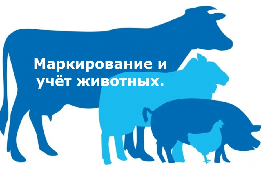 Всем гражданам, содержащим на своем подворье животных и птиц!