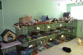  Информация о приютах, в которых возможно оставить домашних животных на время мобилизации