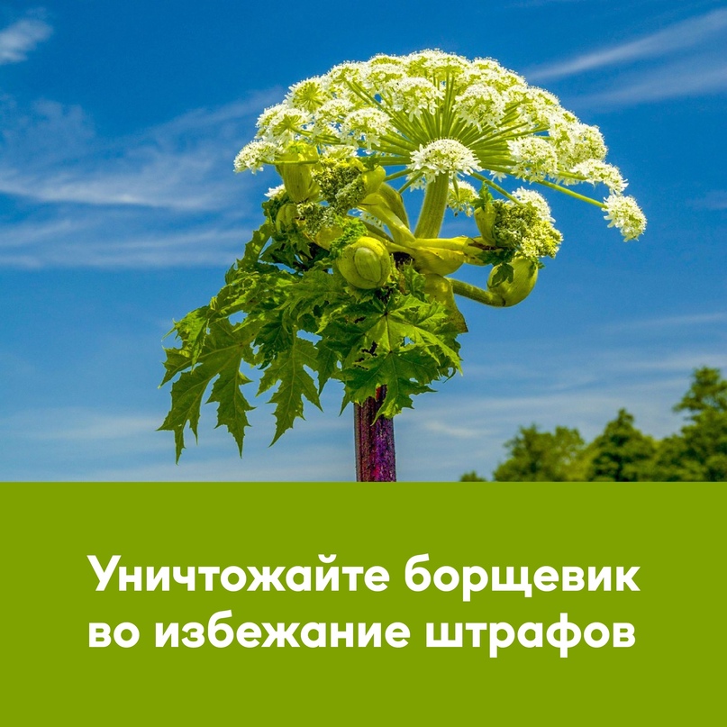 Борщевик – опасное растение, которое необходимо уничтожать