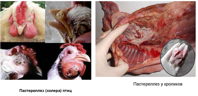 ПАМЯТКА НАСЕЛЕНИЮ по ПАСТЕРЕЛЛЁЗУ