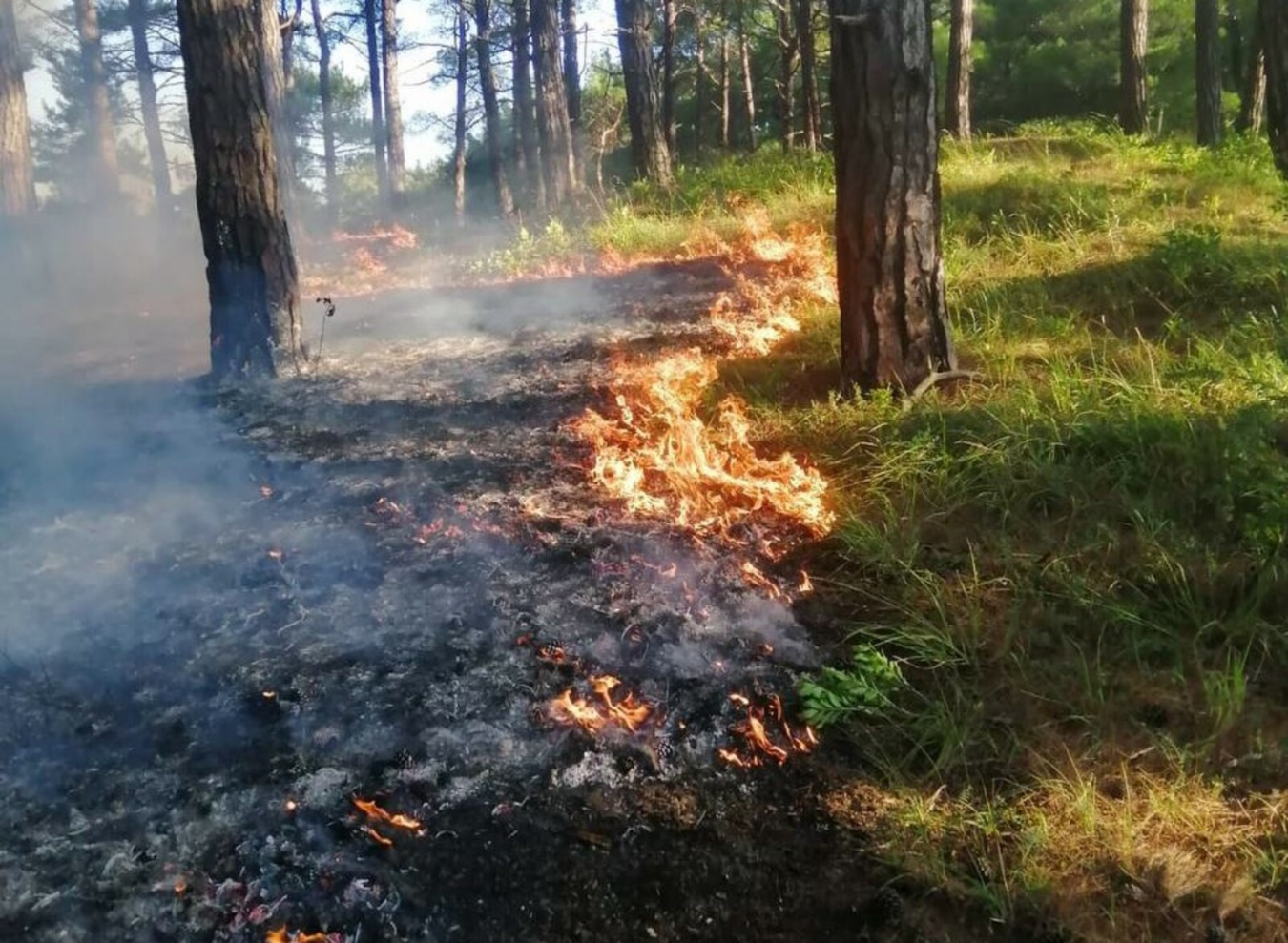 Лесные пожары видео. Низовой Лесной пожар. Устойчивый низовой Лесной пожар. Лес в огне. Низовой пожар в лесу.