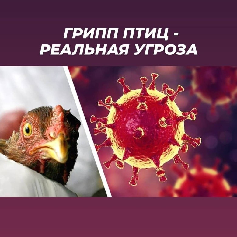 ПАМЯТКА  населению по профилактике птичьего гриппа